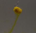 Karper Pelete Cu Dispersie SweetcoRNz 8mm - imagine 2