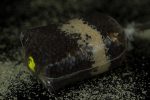 Sticky Betaina Naturala S1, 100G - imagine 4