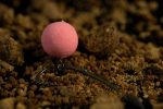 Sticky Wafters Krill Pink, 16mm - imagine 2