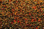 Seminte preparate Dynamite Baits Frenzied Feeder Chilli Hempseed, 2.5L - imagine 2