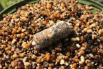 Seminte preparate Dynamite Baits Frenzied Feeder Particle Mix, 2.5L - imagine 4