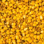 Seminte Capsuna Senzor, 800gr - imagine 3