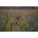Binoclu Rangeguide 2800 10x50 mm - imagine 5