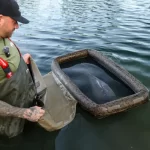 Saltea Solar SP C-Tech Floatation Cell - imagine 4