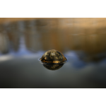 Sonar Deeper Smart Chirp+ 4 - imagine 5